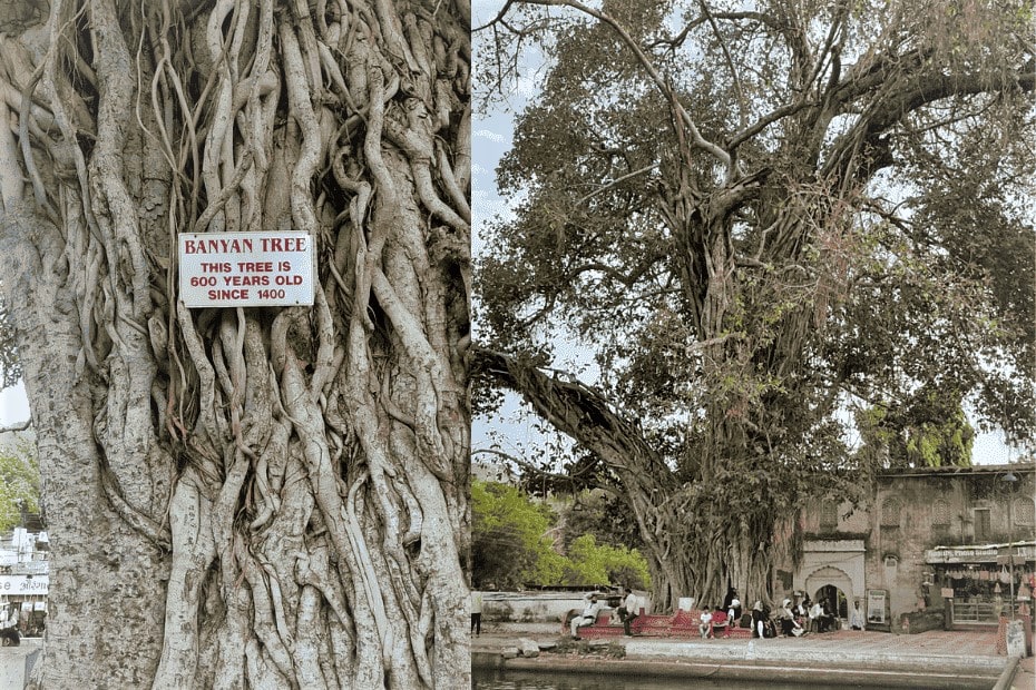 Banyan tree